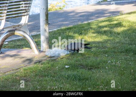 un corvo nero mangia la spazzatura scartata accanto a una panchina del parco Foto Stock