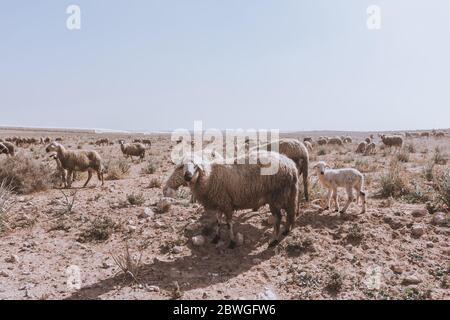 Un gregge di pecore e agnelli su un campo secco di pietra in un villaggio marocchino. Allevamento animale in clima arido Foto Stock