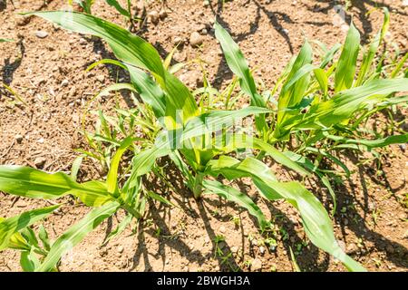 Piante giovani verdi di mais in un campo, visto dall'alto Foto Stock