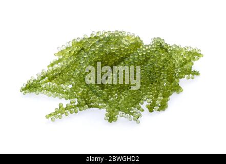 Umi-budou, uva alghe o caviale verde isolato su sfondo bianco Foto Stock