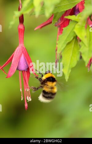 Bumblebee foraggio su Fuchsia Foto Stock