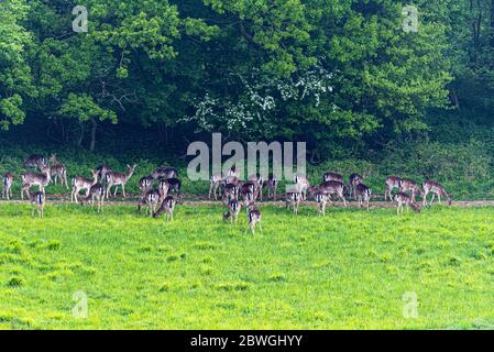 Un allevamento di daini che pascolano in un campo, Hampshire, Regno Unito Foto Stock