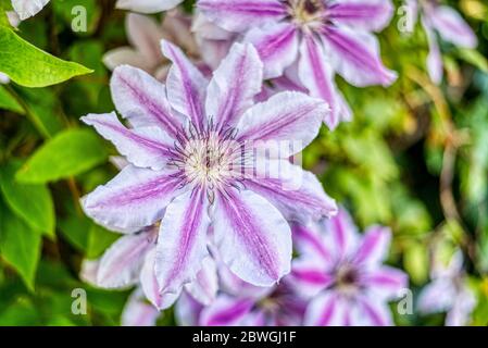 Clematis viola e bianco, Upper Weld, Hampshire, Regno Unito Foto Stock