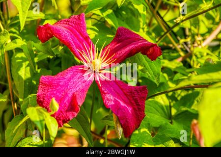 Clematis Madame Julia Correvon, Burbage, Wiltshire, Regno Unito Foto Stock