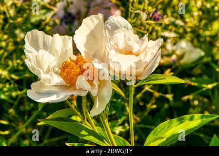 Peony pallido, Peony Krinkled bianco, Burbage, Wiltshire, Regno Unito Foto Stock