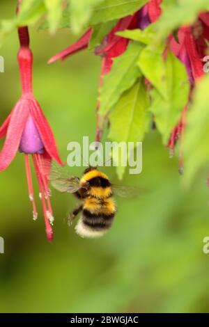 Bumblebee foraggio su Fuchsia Foto Stock