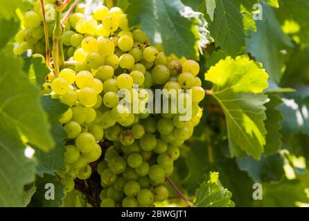 Uve bianche su un vitigno in un vigneto a Mendoza in una giornata di sole. Foto Stock