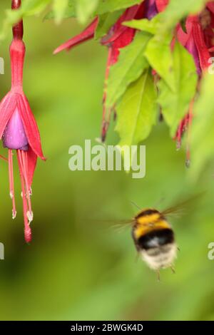 Bumblebee foraggio su Fuchsia Foto Stock