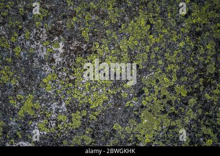 Lichene su una pietra verde, sfondo naturale. Massi di pietre ricoperti di muschio e fondo di fungo.natura. Muschio, fungo su pietra closeup. Rilievo e. Foto Stock