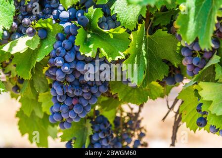 Uve di vino rosso su un vitigno in un vigneto a Mendoza in una giornata di sole, Foto Stock