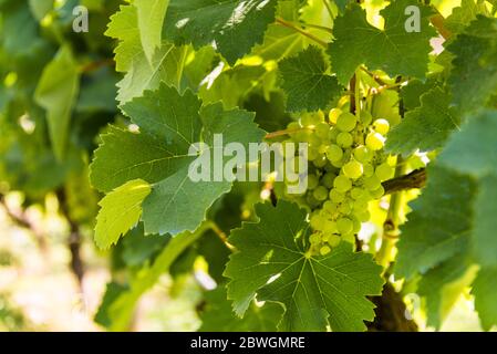 Uve bianche su un vitigno in un vigneto a Mendoza in una giornata di sole. Foto Stock