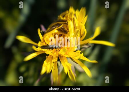 Un verde brillante coleottero si siede su un fiore giallo in estate in una giornata di sole Foto Stock