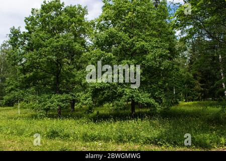 In un prato fiorito nel parco, due vecchie querce con corone lussureggianti crescono in una giornata di sole in estate Foto Stock