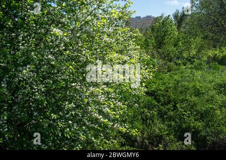 Fioritura uccello ciliegio in primavera in tempo soleggiato primo piano su uno sfondo di campo verde e alberi sullo sfondo Foto Stock