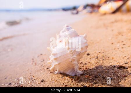 Concetto di vacanza estiva. Bella grande Seashell sulla spiaggia di sabbia. Foto Stock