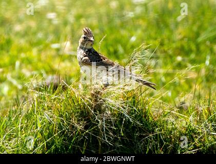 Skylark Alauda arvensis Foto Stock