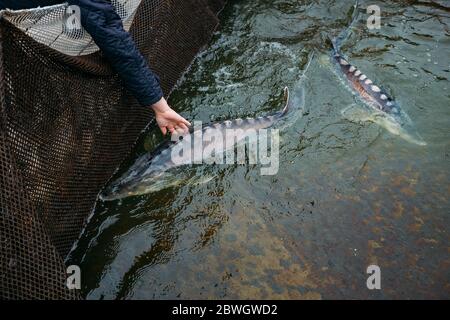 Live storioni in gabbia nel pesce di allevamento. Foto Stock