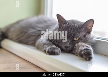 Gatto grigio Nebelung gatto è sdraiato sul davanzale a casa. Nebelung-una razza rara, simile al blu russo, tranne per la lunghezza media, con hai setoso Foto Stock