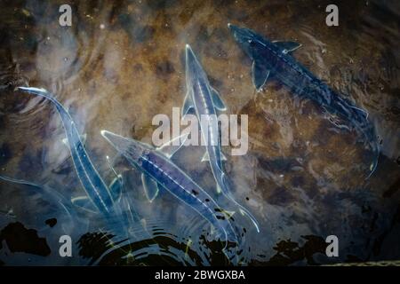 Live storioni in gabbia nel pesce di allevamento. Foto Stock