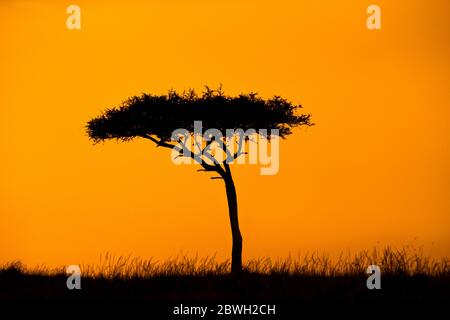 Silhouette di un singolo albero di acacia in Kenya Africa a colore arancio dorato tramonto o alba Foto Stock