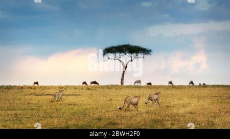 Caccia al ghepardo nelle praterie del conservatorio del triangolo di Mara in Kenya Africa con spazio per il testo Foto Stock