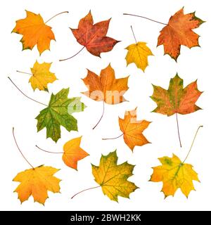 Serie di bellissimi colori d'autunno lascia isolato su bianco Foto Stock