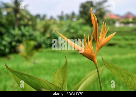 Fiori esotici tropicali arancioni che fioriscono su foglie lussureggianti nella foresta pluviale, sfondo verde della natura Foto Stock