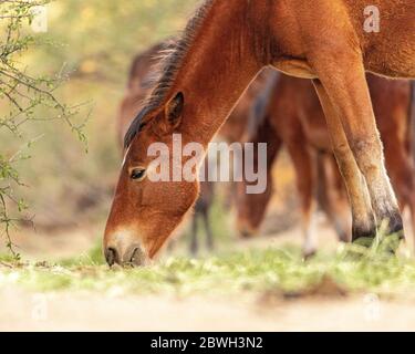 Primo piano di un bel pascolo di cavalli selvatici a Mesa, Arizona Foto Stock