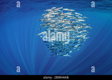 Palla di sardine pacifica, Sardinops sagax ocellatus, Magdalena Bay, Baja California, Messico, Oceano Pacifico Foto Stock