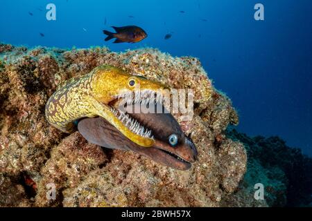 Moray dei fangtooth, moray delle tigri, o conger degli occhi di uccello, anatina di Enchelycore, e anguilla della morea nera, Muraena augusti, Tenerife del Sud, Isole Canarie, Spagna, Atl Foto Stock