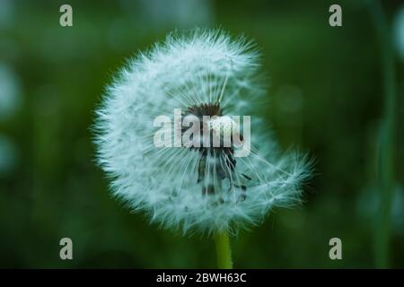 Primo piano su testa di dente di leone soffice su sfondo verde scuro Foto Stock