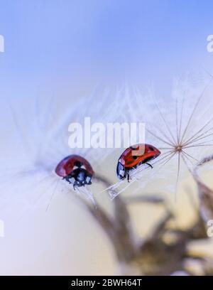 Primo piano ladybug su seme salsify con riflessione nello specchio Foto Stock