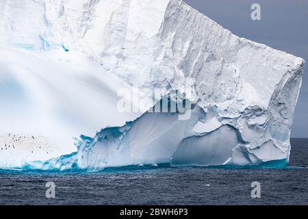 Pinguini Chinstrap, Pigoscelis antarcticus, che riposa su iceberg, Antartide, Weddel Sea, Oceano Meridionale Foto Stock