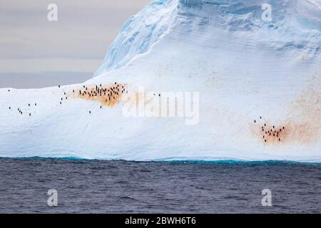 Pinguini Chinstrap, Pigoscelis antarcticus, e pinguini gentoo, Pigoscelis papua, che riposa su iceberg, Weddel mare Oceano Meridionale Foto Stock