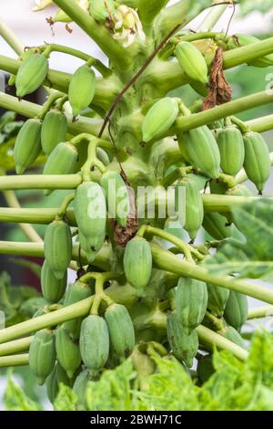 Primo piano di giovani papaya verdi in una pianta di papaya Foto Stock