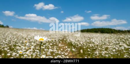 Campo di daisies camomile selvatico nella valle del fiume di scacchi fra Chorleywood e Sarratt, Hertfordshire, Regno Unito. Fotografato durante un'onda di calore a maggio. Foto Stock