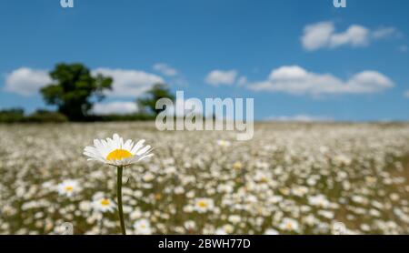 Campo di daisies camomile selvatico nella valle del fiume di scacchi fra Chorleywood e Sarratt, Hertfordshire, Regno Unito. Fotografato durante un'onda di calore a maggio. Foto Stock