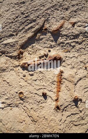 NM00358-00...NUOVO MESSICO - i cunicoli di gamberi fossili, dimostrano che le scogliere e le colline del Chaco Culture National Historic Park erano parte dell'oceano. Foto Stock