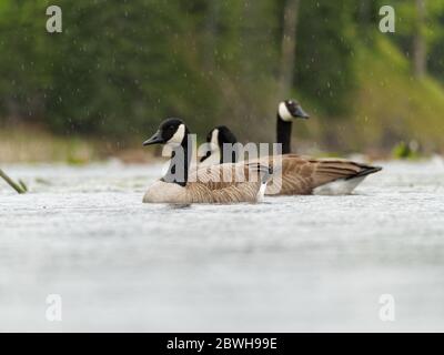 Oche canadesi su un lago in una giornata piovosa in Quebec, Canada. Foto Stock