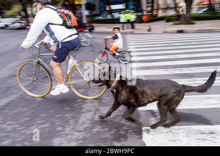 Messico,Nord America Centrale,Città del Messico,DF,D.F.,Ciudad de México,Distretto Federale,Paseo de la Reforma,Domenica Ciclotone,biciclette,bicicletta,bicicletta,ridi Foto Stock