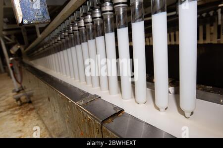 Sarstedt, Germania. 20 Maggio 2020. I corpi vetrosi si immergere nel lattice durante la produzione di preservativi nello stabilimento CPR GmbH. Secondo il boss dell'azienda Kesselring, CPR è uno dei maggiori produttori di preservativi in Europa. Credit: Julian Stratenschulte/dpa/Alamy Live News Foto Stock