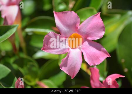 Diplomadenia, Mandevilla Sanderi, è un arbusto annuale. Con fiori rosa, rosso, lampone in fiore a Glendale, Maricopa County, Arizona USA. Foto Stock