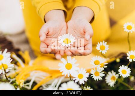Daisies nelle mani di un bambino. Foto Stock