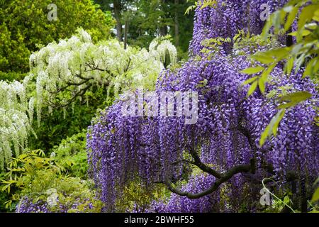 Bellissimi fiori di glicine viola e bianchi a piena fioritura Foto Stock