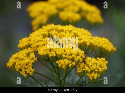 Bel gruppo di fiori Artemisia di argento giallo Foto Stock