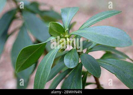 Laureola di Daphne, Laurel di Spurge. Pianta selvatica sparato in primavera. Foto Stock