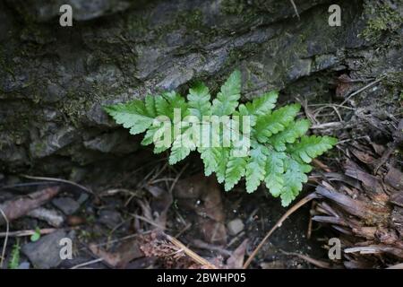 Dryopteris filix-mas, Fern. Maschio Pianta selvatica sparato in primavera. Foto Stock