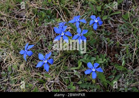 Gentile verna, gentile di primavera. Pianta selvatica sparato in primavera. Foto Stock