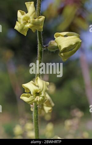 Hesperis laciniata, Violet di Cut-Leaved Dame. Pianta selvatica sparato in primavera. Foto Stock