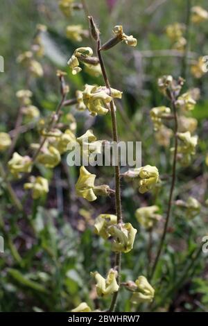 Hesperis laciniata, Violet di Cut-Leaved Dame. Pianta selvatica sparato in primavera. Foto Stock